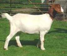 showmeatgoats.com Danissa