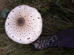 rogersmushrooms.com Danitos