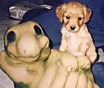 mascotamigas.com Dankis