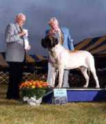 gemofjerseymastiffs.com Dannyo