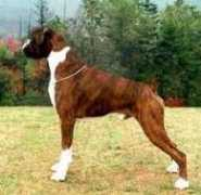 worldwideboxer.com Danoli