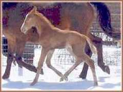 sovereignfarm.com Dantae