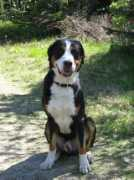Danten