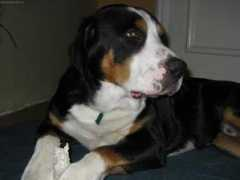 Danten