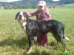 Danten