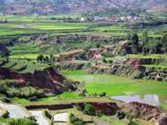 cirad.fr Danthu