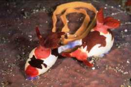 slugsite.us Dantine
