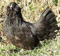 feathersite.com Danver