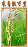 hengling-rice.com Daomi