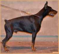 dobermannfercus.com Darcangel