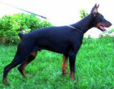 dobermannfercus.com Darcangel