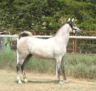 lostangelarabians.com Darcin
