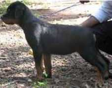 dogsindia.com Dardanela