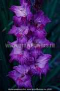 growflowers.ru Darens