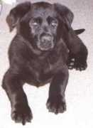 Dargo