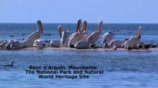 Darguin