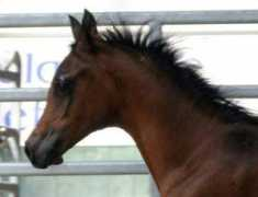 mib-arabians.com Darijana