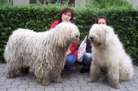 komondor.wbs.cz Dariou