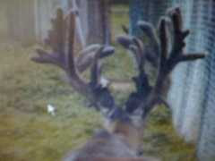 louisianatrophywhitetail.com Darkeyes