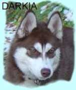 Darkia