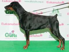 crufts.fossedata.co.uk Darkiss