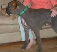boxerangelsrescue.com Darlah