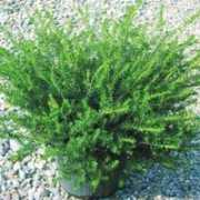 floricolturaluppi.it Darlei