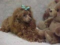 poodlesrus.com Darlens