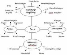 Darm