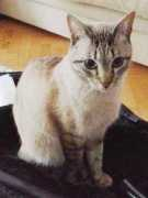 Daroun