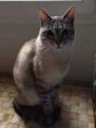 Daroun