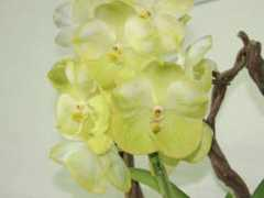 orchidweb.jp Darres