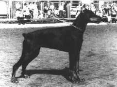 Darta