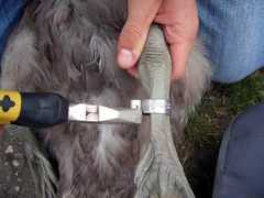 britishringers.co.uk Darvic