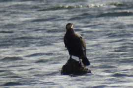 surfbirds.com Darvic