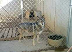 nakkittassiberianhuskies.com Darzee
