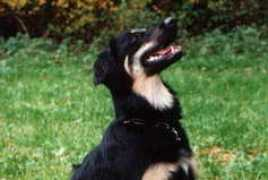 fuchsiengarten.de Dasca