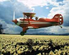 yellowairplane.com Dasey