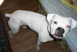 bluegrassboxerrescue.org Dasey