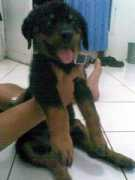 plasticandplush.com Dastan