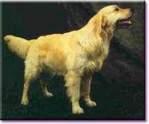 golden.retriever.ru Dasting