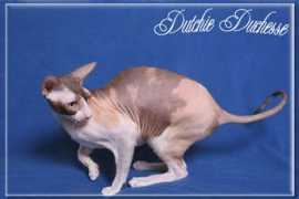 garret-cats.cz Datchie