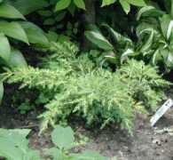 davesgarden.com Daub
