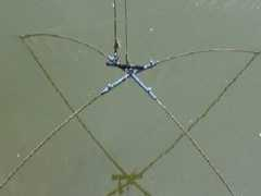Daubel