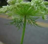 Daucus