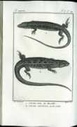 lacertidae.de Daudin