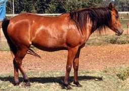 warrenparkstud.com Daufin