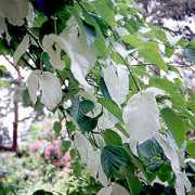 plant-encyclopedia.net Davidia