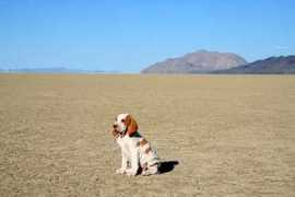 Davillo