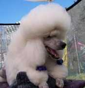 astoriastandardpoodles.com Davinc